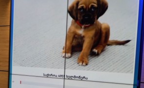 პეტიცია განსაკუთრებული საჭიროების მქონე შინაური ცხოველებისთვის