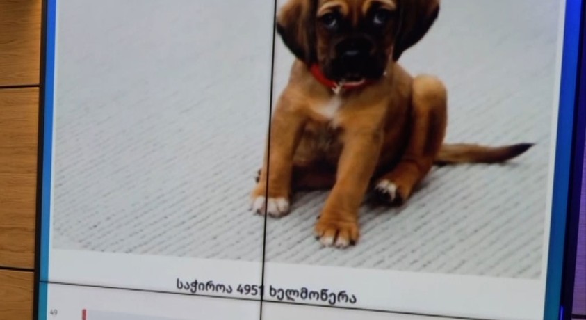 პეტიცია განსაკუთრებული საჭიროების მქონე შინაური ცხოველებისთვის