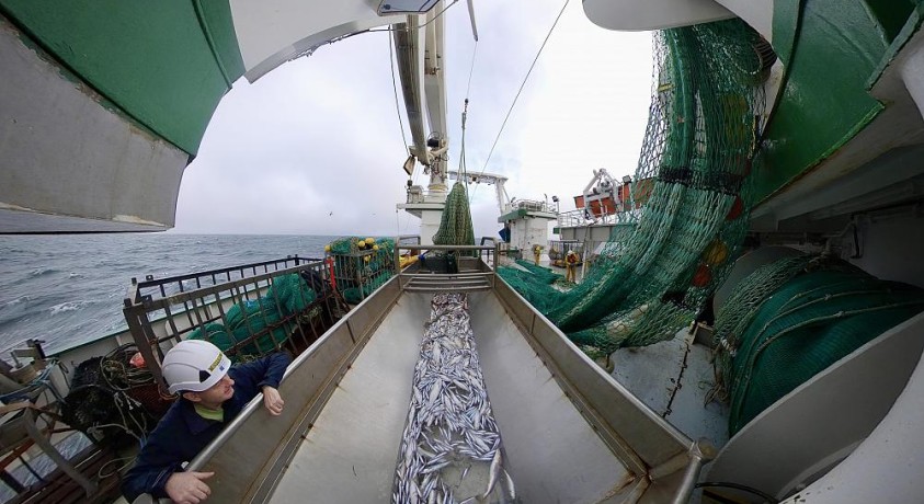 თევზის მონიტორინგი ზღვის ეკოლოგიური მდგომარეობის გაუმჯობესებას უწყობს ხელს