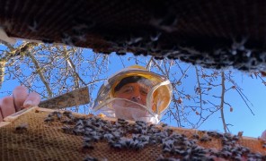 ქართული თაფლი ევროპაში