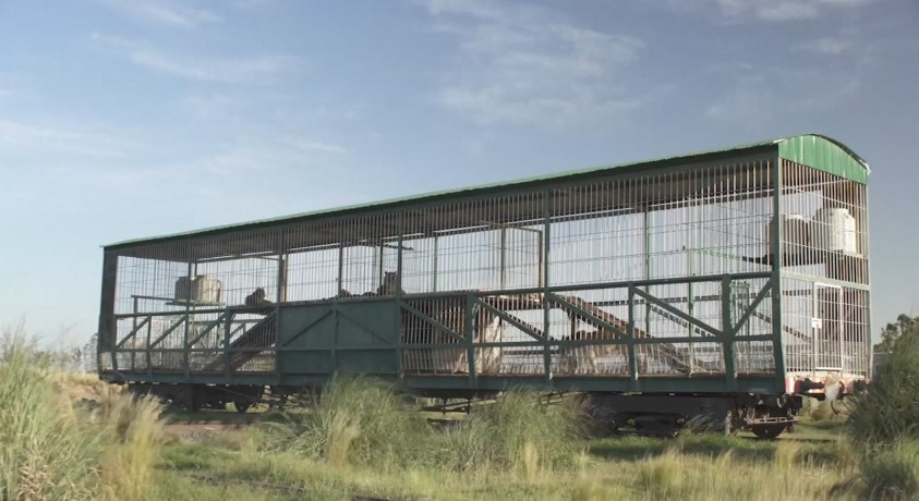 არგენტინაში მოხეტიალე ცირკის მიერ მიტოვებულ ბენგალურ ვეფხვებს გადაარჩენენ