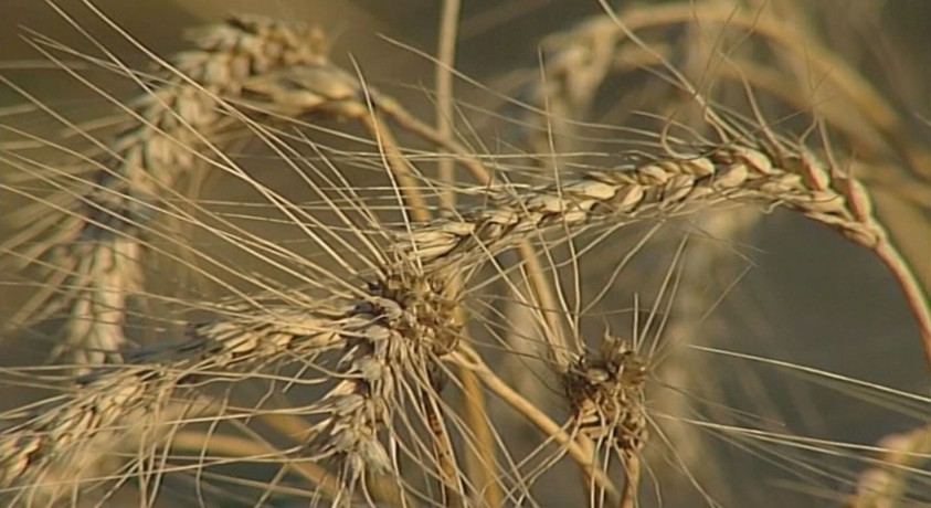 ხორბლის ფასმა რეკორდულ მაჩვენებელს მიაღწია