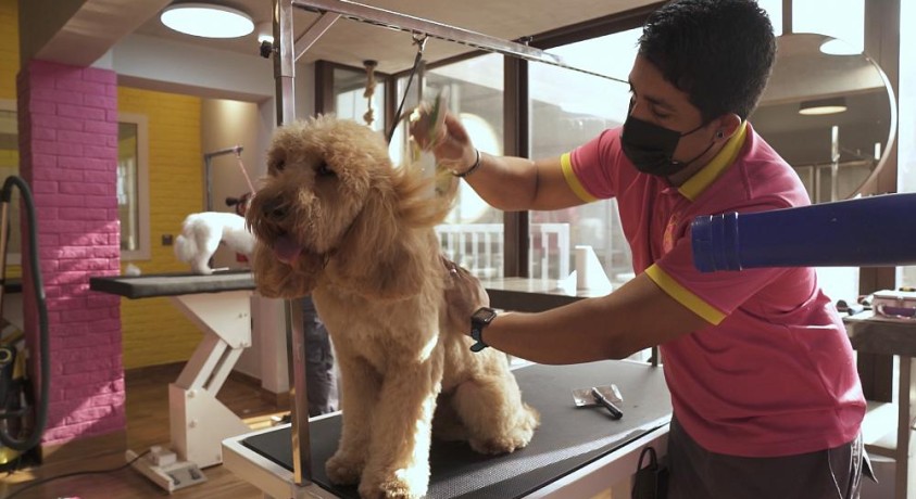 ძაღლის ბედი დუბაიში