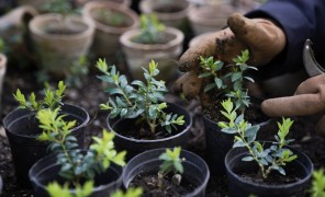 კოლხური ბზის ამბავი