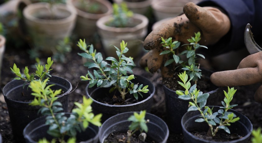 კოლხური ბზის ამბავი