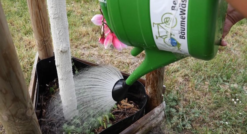 ბერლინში ხეების გვალვისგან გადარჩენას ცდილობენ