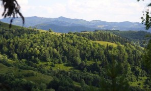 რუმინეთის უნიკალური ტყეები უკანონო ჭრის შედეგად ნადგურდება