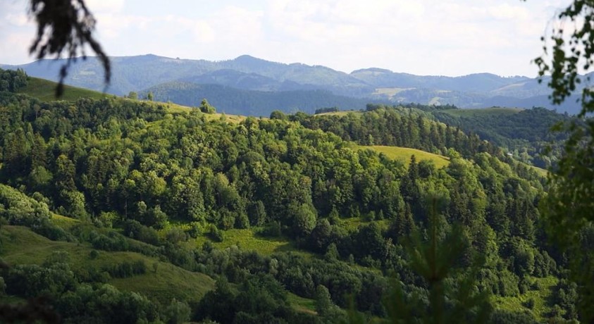 რუმინეთის უნიკალური ტყეები უკანონო ჭრის შედეგად ნადგურდება