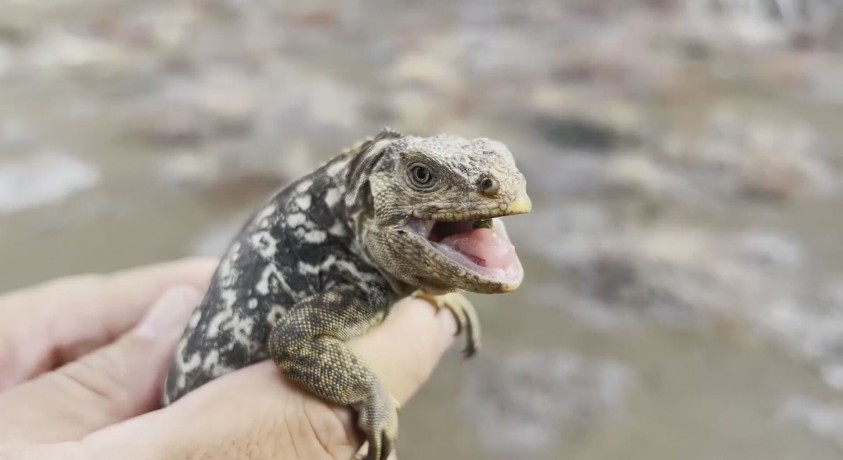 გალაპაგოსის კუნძულებზე ენდემური ჯიშის იგუანები კვლავ მრავლდებიან