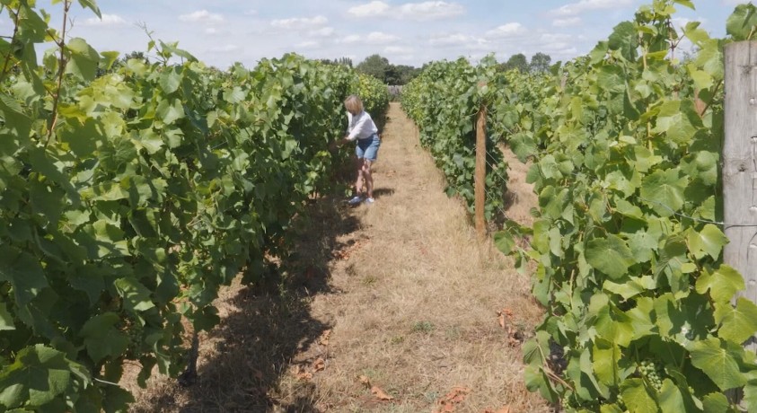 ჰაერის ტემპერატურის მატება ბრიტანელი მეღვინეებისთვის წარმოების გაფართოების შესაძლებლობას ქმნის