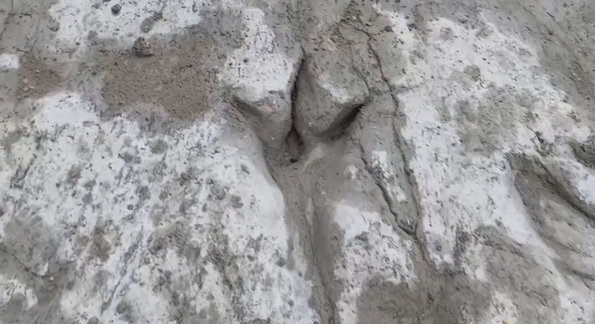 დინოზავრის ყველაზე გრძელი ნაკვალევი აღმოაჩინეს