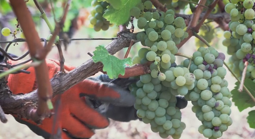 გვალვის მიუხედავად საფრანგეთში ყურძნის კარგ მოსავალს აიღებენ