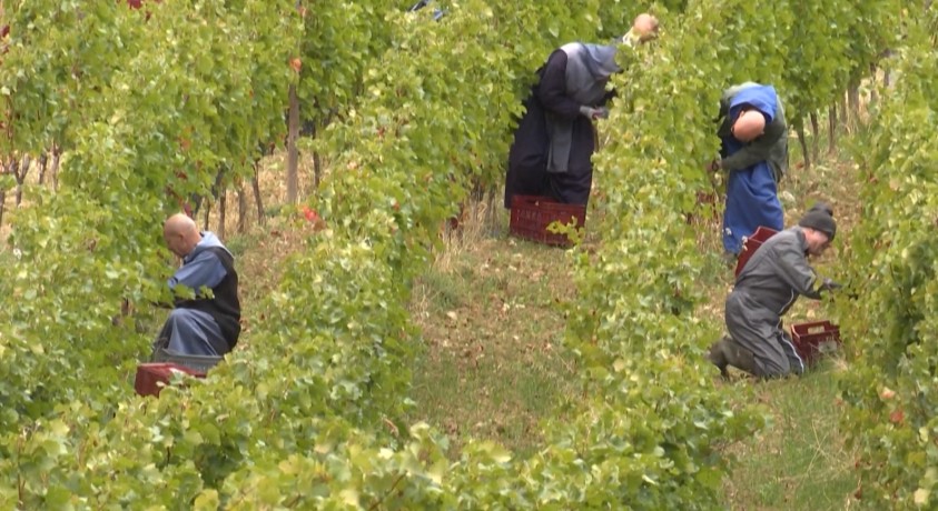 რთველი ტაძრის ზარების რეკვის ფონზე საფრანგეთში