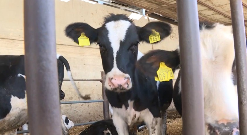 იტალიაში ფერმერებს ბიოსაწვავი ენერგოკრიზისის დაძლევა ეხმარება