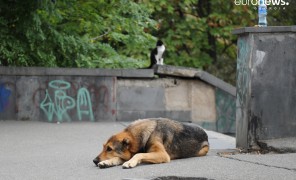 ქუჩის ცხოველები საქართველოში