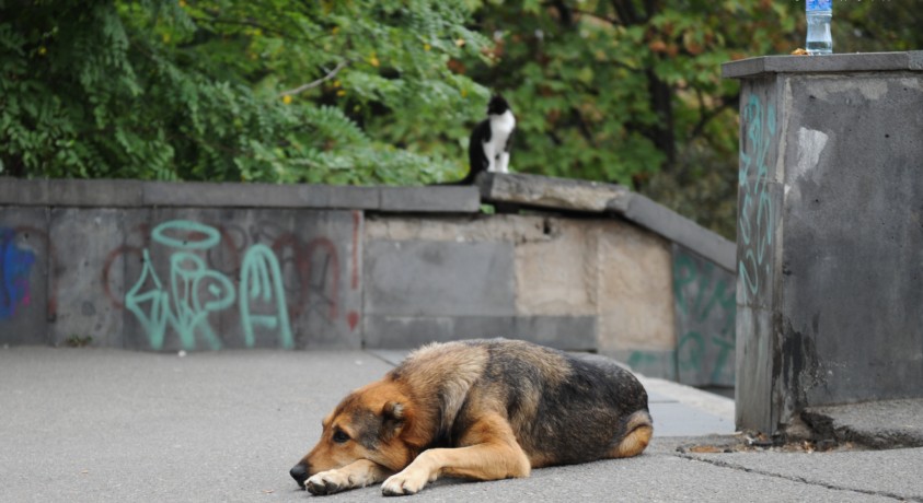 ქუჩის ცხოველები საქართველოში