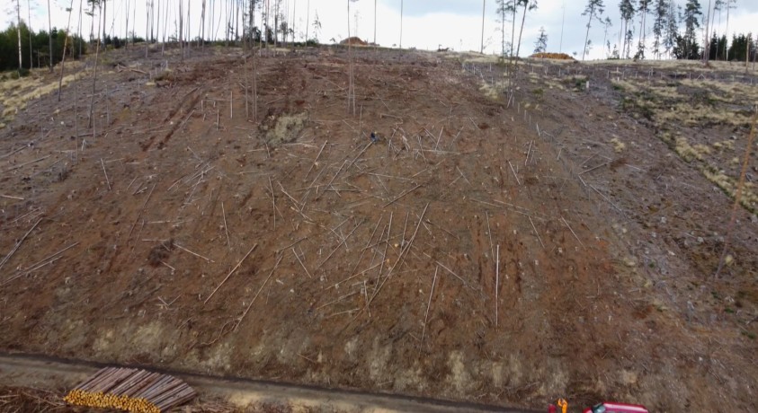 2018 წლიდან დღემდე გერმანიაში ტყეების ხუთი პროცენტი განადგურდა