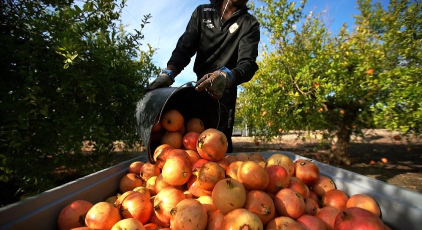 ესპანეთის აგრარული რევოლუცია – გემრიელი ხილისა და ბოსტნეულის საიდუმლო