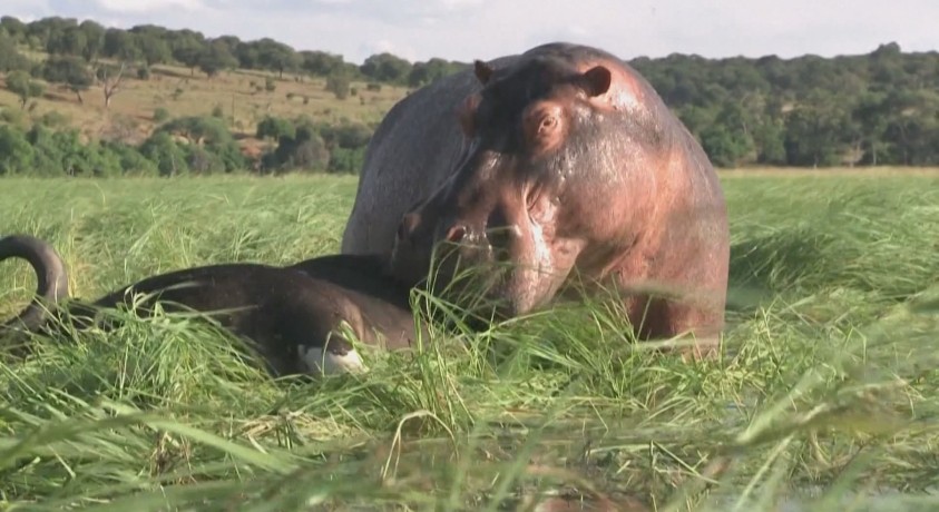 COP15-ის მიზანია ცხოველებში ბიომრავალფეროვნება შეინარჩუნოს