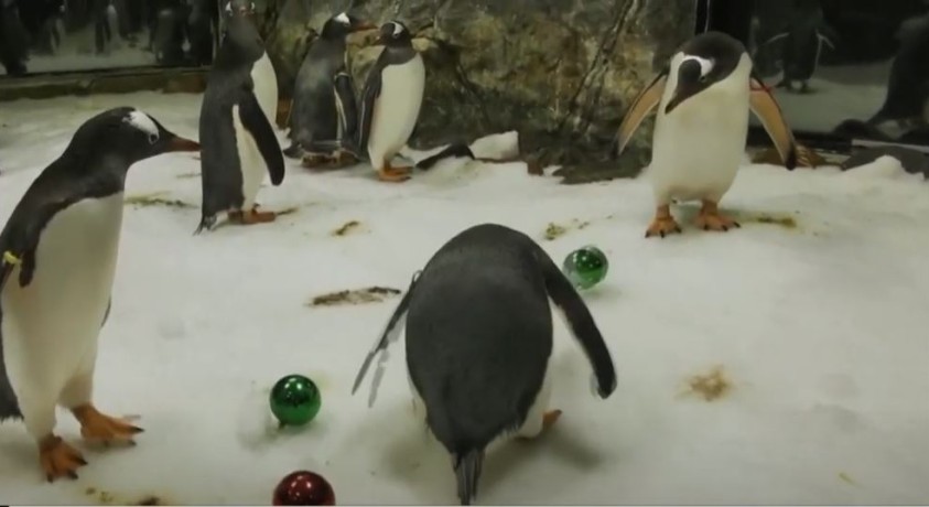 პინგვინების პირველი შობა