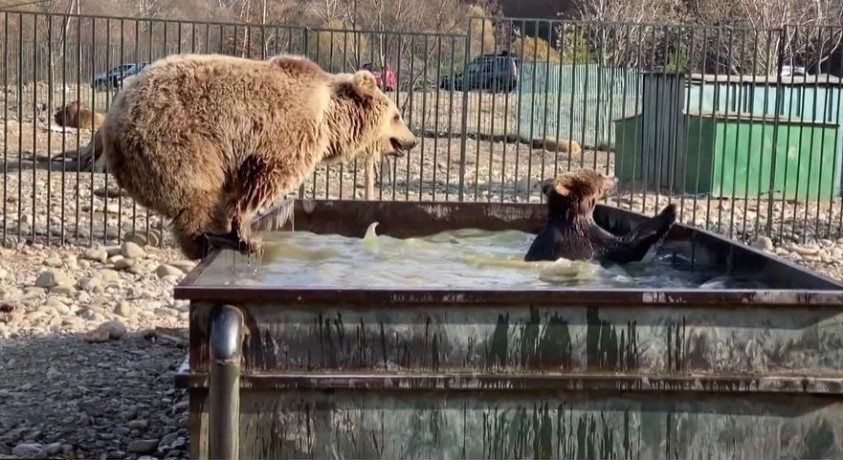 დათვების თავშესაფარი ცხვარიჭამიაში