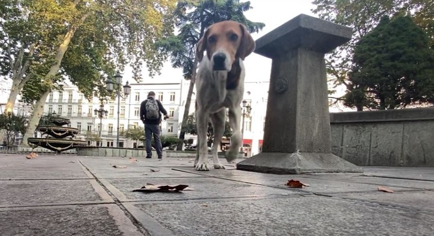 ვერის უბნის უსახლკარო ცხოველები