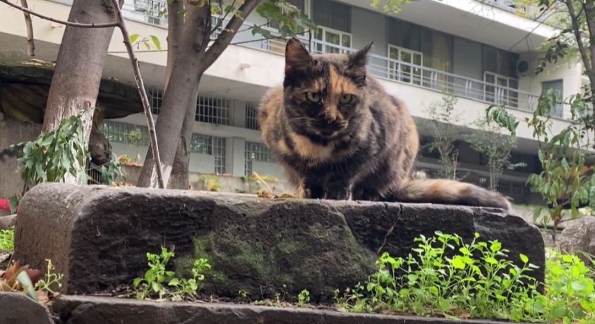 უსახლკარო კატები თბილისში