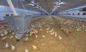 ჩეხეთში ქათმების ერთ-ერთ ფერმაში ფრინველის გრიპი გამოვლინდა