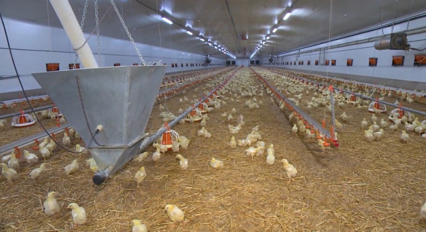 ჩეხეთში ქათმების ერთ-ერთ ფერმაში ფრინველის გრიპი გამოვლინდა