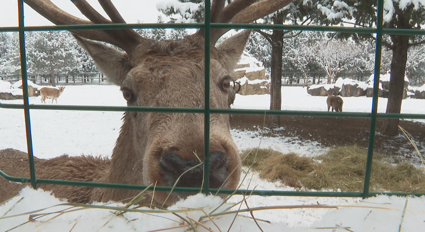 თბილისის დათოვლილი ზოოპარკი