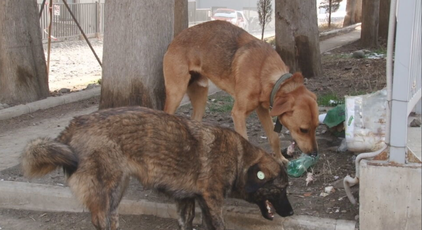 მიუსაფარი ცხოველები ზამთრის ცივ დღეებში