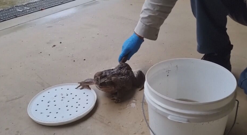 ავსტრალიაში აღმოჩენილი გიგანტური გომბეშო 2,7 კილოგრამს იწონის