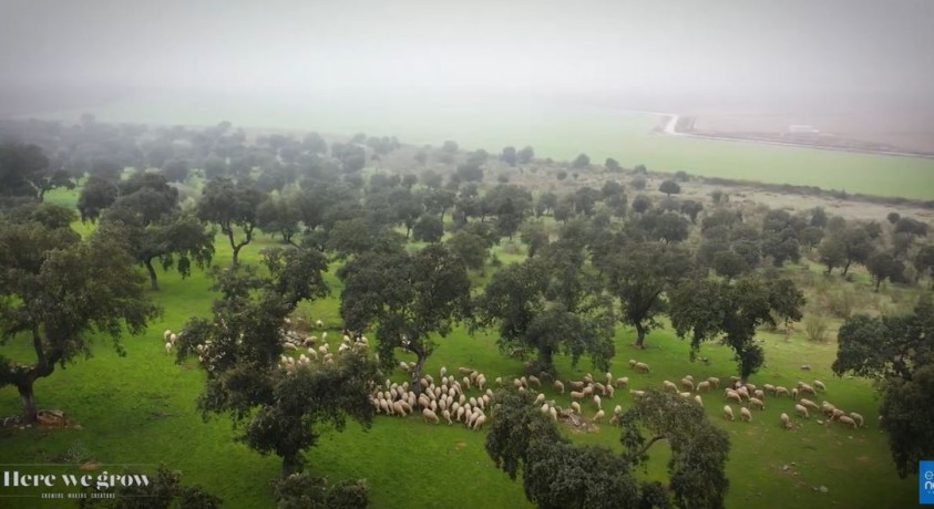 ისტორიის გემო – ესტრემადურის განუმეორებელი სურნელი