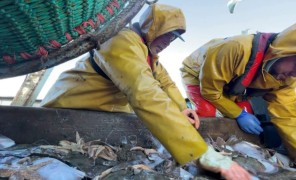 ბრექსიტის გამო მეთევზეებს ფინანსური პრობლემები შეექმნათ