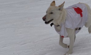 ბაკურიანის სამაშველო გუნდის ოთხფეხა წევრი