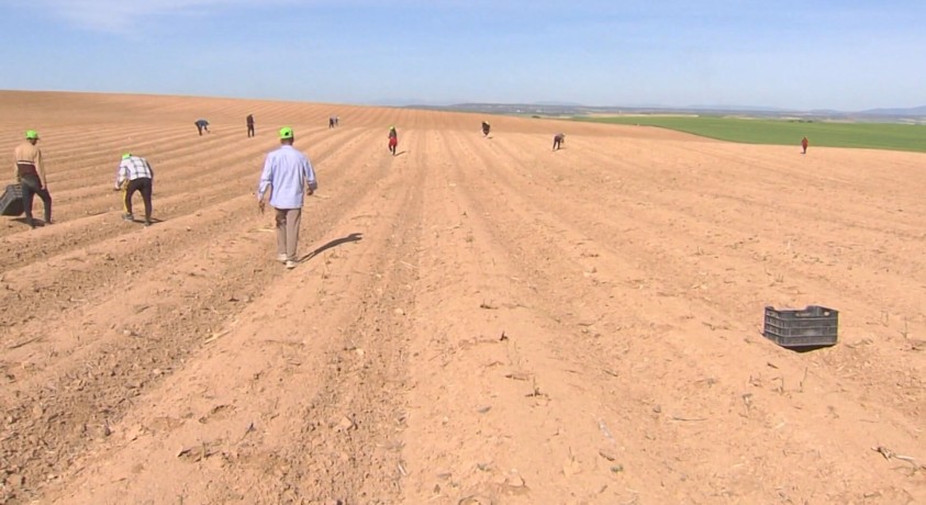 ხანგრძლივი გვალვის გამო ესპანეთი შესაძლოა ხორბლისა და ქერის გარეშე დარჩეს
