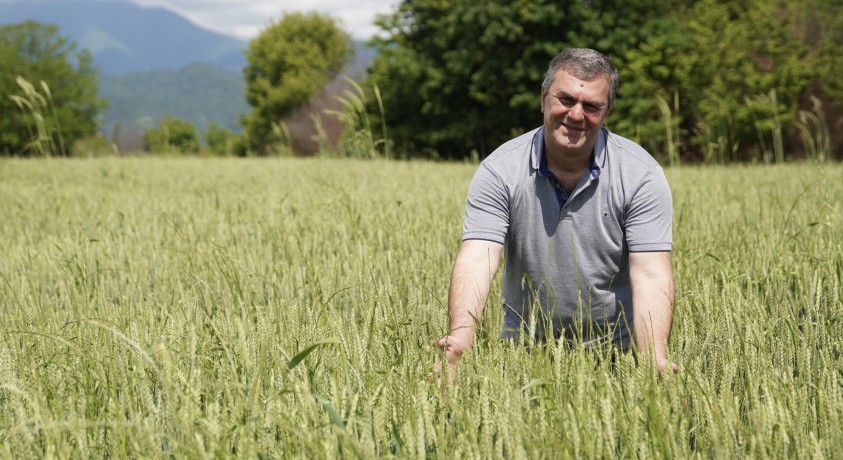 საქართველოში ფერმერები ისევ ვერ ყიდიან შარშანდელ ხორბალს