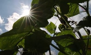 მეურნეობის ეკოლოგია