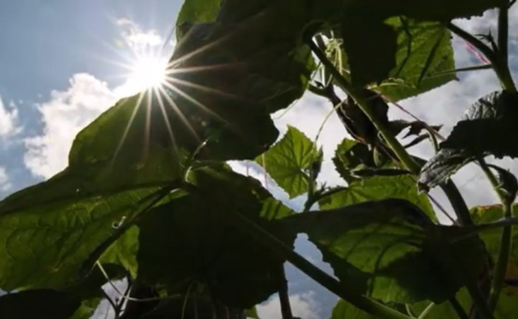 მეურნეობის ეკოლოგია