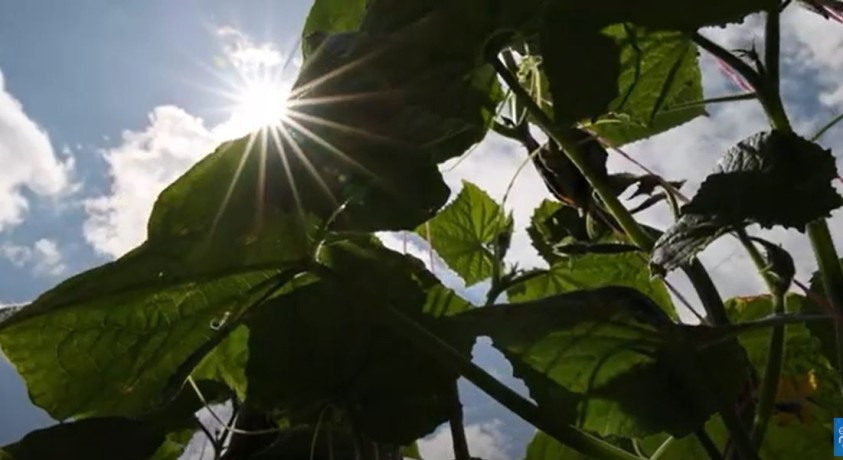 მეურნეობის ეკოლოგია