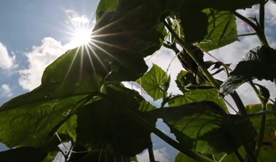 მეურნეობის ეკოლოგია