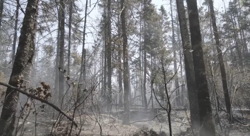 კანადაში ტყის ხანძრების 400-ზე მეტი აქტიური კერაა