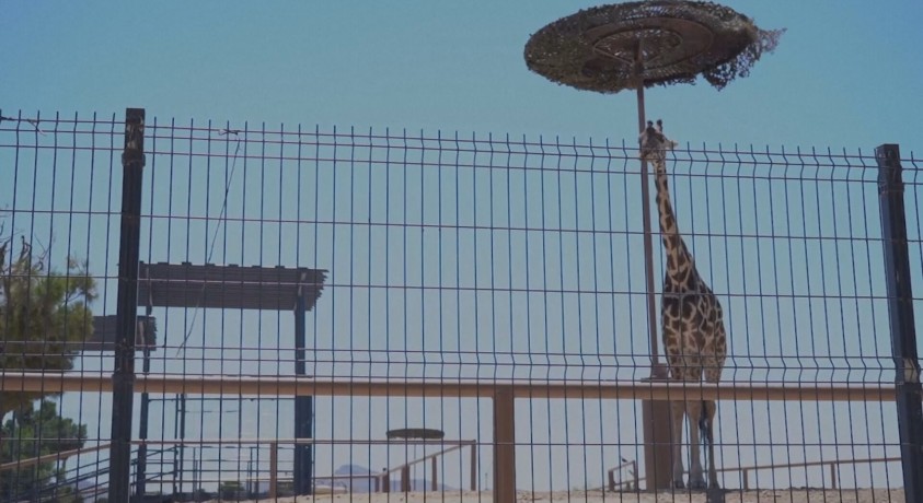 ცხოველთა უფლებების დამცველები მიიჩნევენ, რომ ჟირაფ ბენიტოს მექსიკის ზოოპარკში ცხოვრებისთვის შეუფერებელი პირობები აქვს