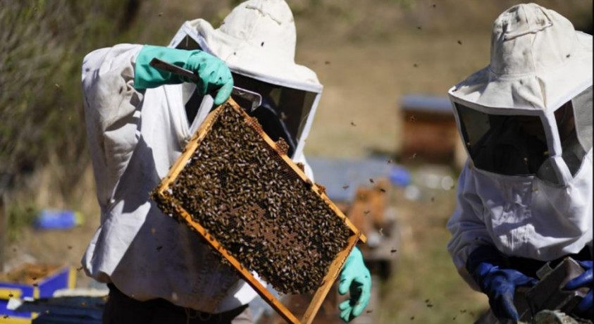 მექსიკაში ცდილობენ, რომ ფუტკრები ხალხმრავალი დედაქალაქიდან მოშორებით გადაასახლონ