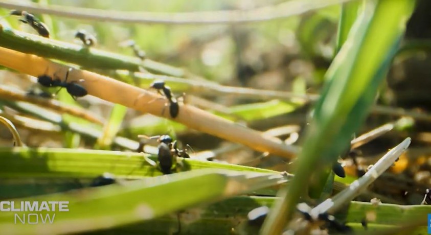 როგორ უწყობს კლიმატის ცვლილება ხელს უცხო სახეობის ჭიანჭველების შემოსევას