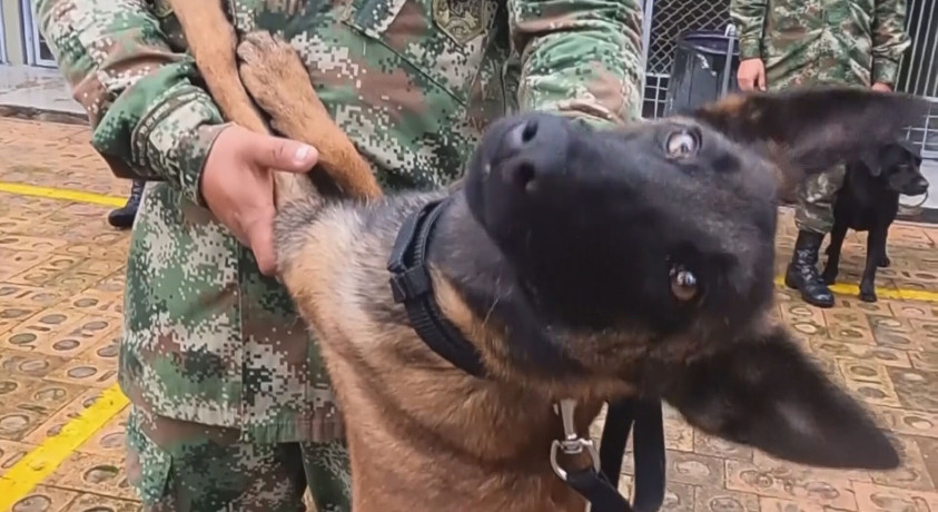 კოლუმბიაში სამძებრო სამუშაოების დროს დაკარგულ ძაღლს ეძებენ