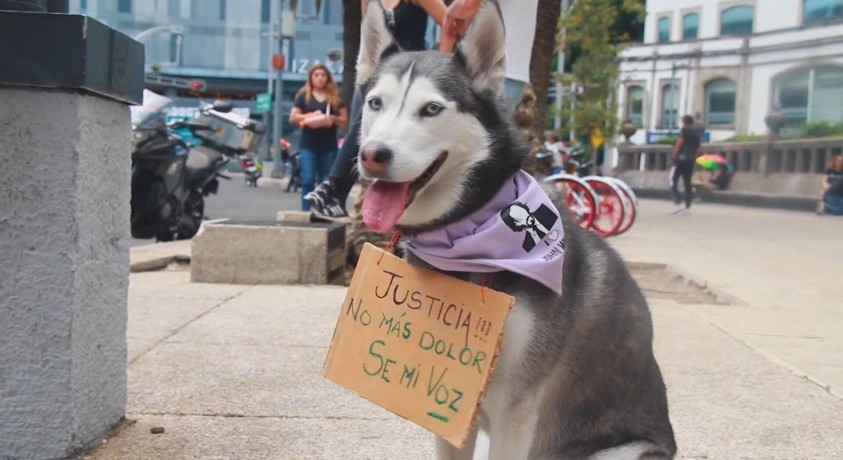 მექსიკაში ცხოველთა მიმართ სამართლიანი მოპყრობის მოთხოვნით მსვლელობა გაიმართა