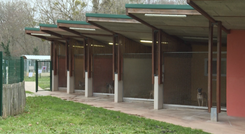 პანდემიის შედეგად თავშესაფარში უამრავი ცხოველი მოხვდა