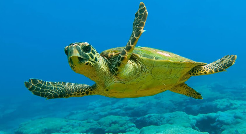 ადრიატიკის ზღვის სანაპიროზე მრავლად არიან თავკომბალა კუები