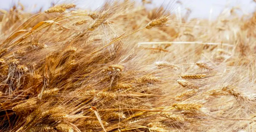 საქართველოში ფერმერები ხორბლის დიდ ნაწილს კვლავ ვერ ყიდიან